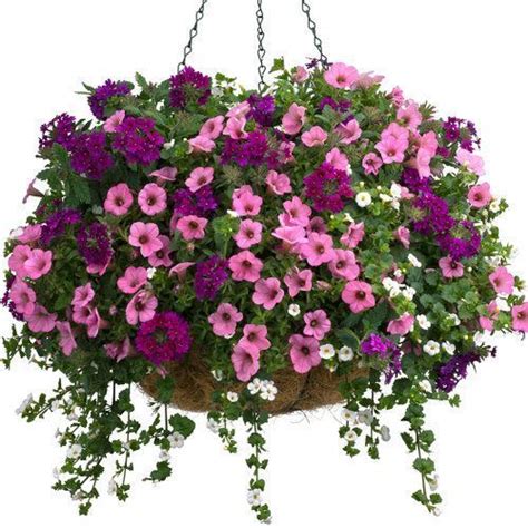 outdoor hanging petunia basket mplsst paul delivery  hanging
