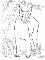 Caracal Cat Coloring Lynx Clipart Pages Desert Do Webstockreview sketch template