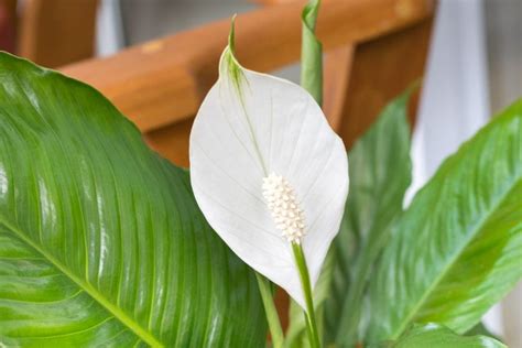 grow  peace lily  water step  step  practical planter