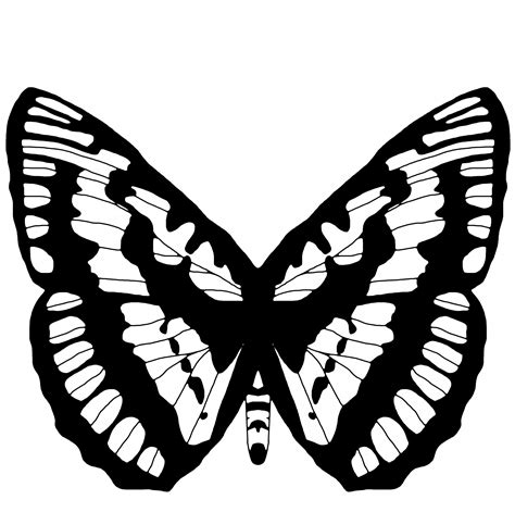 butterfly outline  stock photo public domain pictures