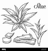 Aloe Plantas Medicinales Dibujar Alamy Drawn Sabila Engraving Tradicional Crmla Source Vectores Imágenes sketch template