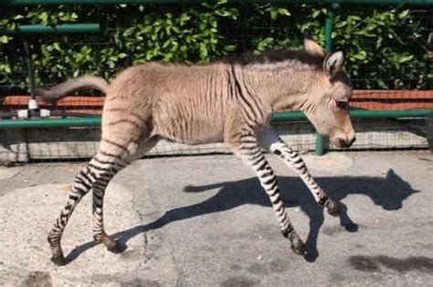 donkey zebra cross breed  pics izismilecom