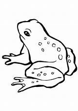 Coloring Frog Pages Harlequin Toad Parentune Worksheets sketch template