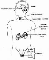 Glands Body Their Endocrine Human Functions Locations Figure Anatomy Thyroid Systems Different Pineal Organs Adrenal Lesson Adrenals Types Gif Basic sketch template