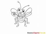 Fliege Malvorlage Insekten Titel Malvorlagenkostenlos sketch template