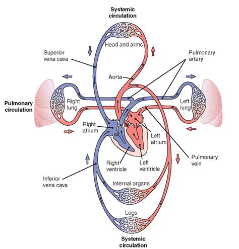 difference  pulmonary circulation  systemic circulation  health advisor