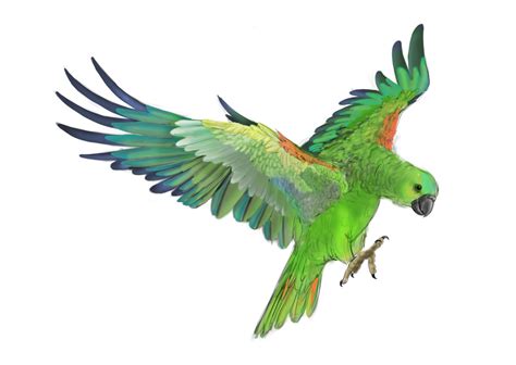 parrot flying clipart