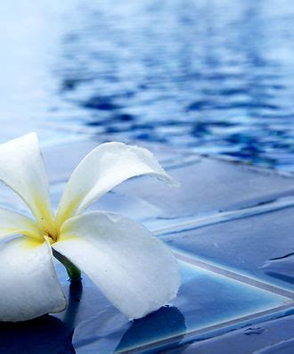 magnolia pool  spa pool services  naples