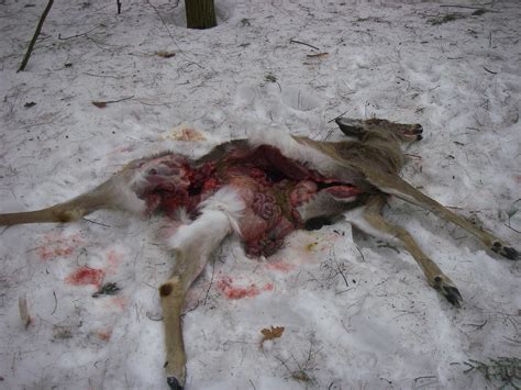 Wildlife Monitor What Killed This White Tailed Deer