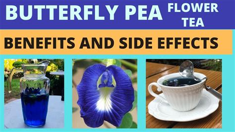 Passion Flower Tea Benefits And Side Effects Best Flower Site