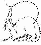 Anteater Coloring Pages Animals sketch template