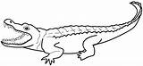 Alligator Coloring Printable Animals sketch template