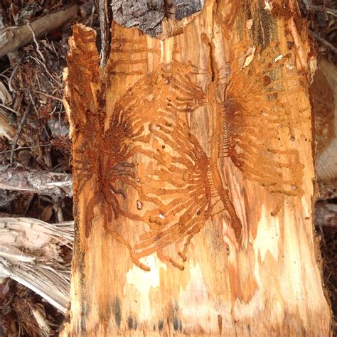 management  douglas fir bark beetles southeast  kamloops bcfpb