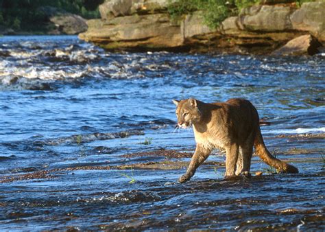 Canadian Cougar Crosses River Photograph By Larry Allan