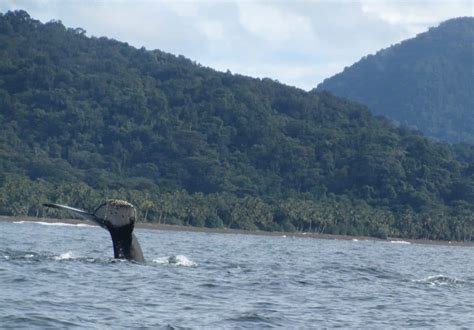 whale watching  deserted beaches  nuqui travel guide  nuqui colombia  update