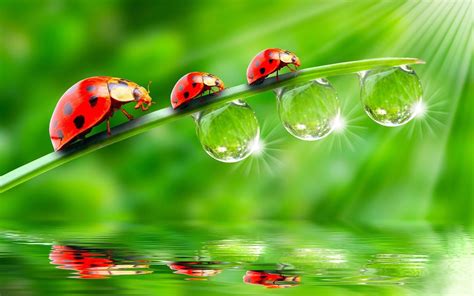 Three Red Ladybug Grass Rain Drops Of Water Sunlight