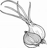 Coloring Onion Warzywa Kolorowanki Vegetables Sayuran Mewarnai Pobrania Vegetais Groenten Allium Sayur Kleurplaat Veggies Clipartmag Designlooter Drukuj Pobierz Legumes sketch template