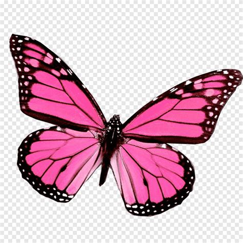 mariposas pink  black butterfly png pngegg