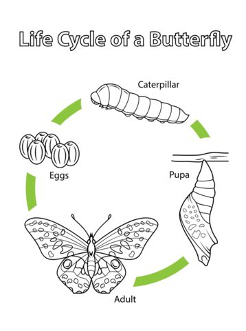 stages   butterfly butterfly life cycle butterfly coloring page