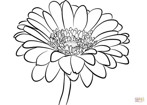 daisies flowers drawing  getdrawings