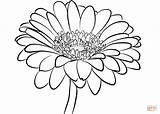 Coloring Daisy Gerbera Pages Printable sketch template