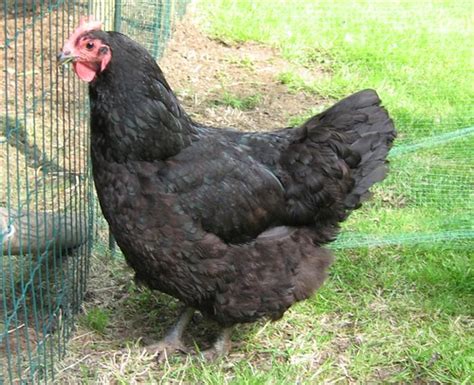 chicken pics photos of popular chicken breeds and all