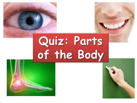parts   body quiz