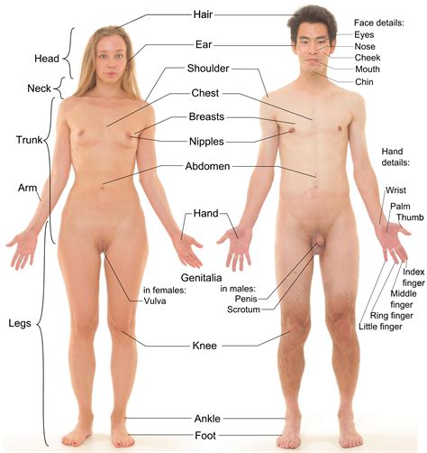 Sex Differences In Humans