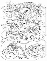 Crocodile Coloring Pages Printable Kids Reptiles Baby Color Krokodil Crocodiles Animal Popular Print Coloringhome Results sketch template
