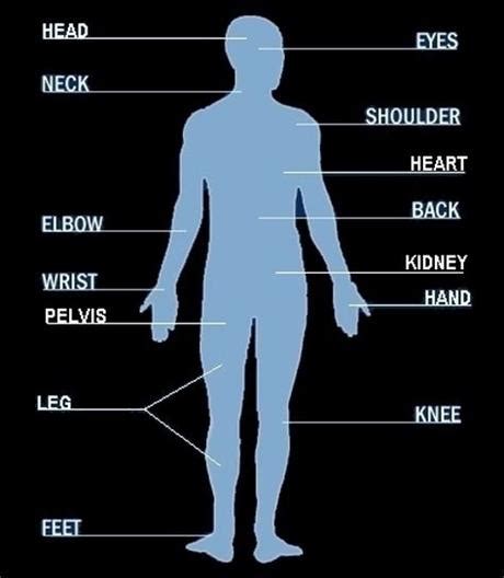 male body  ar  parts adult male diagram template clip art  clkercom vector