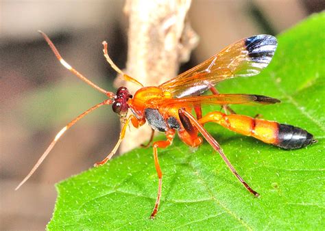 black tipped orange ichneumon wasp ctenochares bicolorus