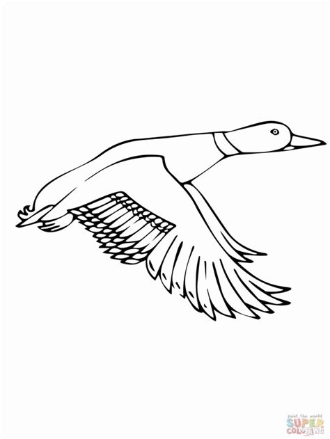 mallard duck coloring pages coloring home