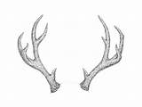Antlers Antler Bull Stag Tutsplus Roblox Skull sketch template