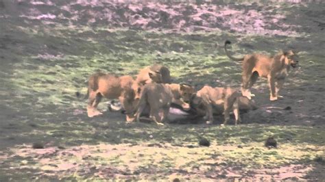 lions attack  kill incredible youtube
