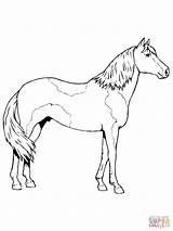 Horse Coloring Pages Paso Fino Paint Color Pinto Colorings Print Printable Drawing sketch template