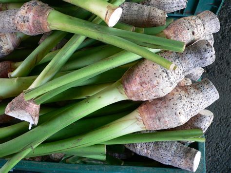 taro root colocasia esculenta arbi poi nutrition  health