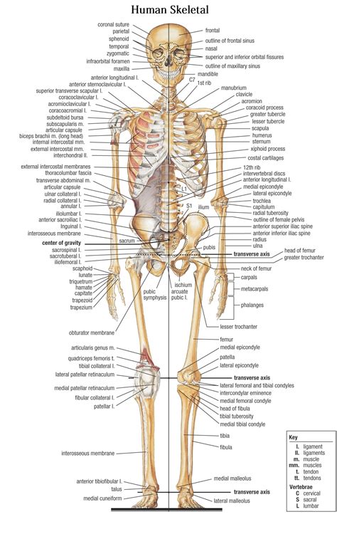 bones   human body human body bones
