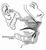 Glands Salivary Saliva Clipart Mouth Drawing Chewed Food Etc Being Cliparts Usf Edu Three Library Medium Tiff Original Large Flows sketch template