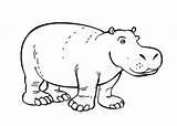 Hippo Coloringme Hippopotamus sketch template