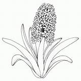 Flores Tropicales Caribe Nativas Hyazinthe Hyacinth Puedes Ausmalbilder sketch template