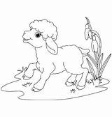 Coloring Lamb Hickory Dickory Dock выбрать доску Getdrawings раскраски Getcolorings sketch template