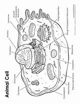 Coloring Pages Nucleus Getdrawings sketch template