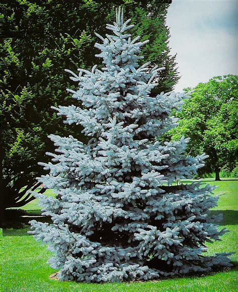 hoopsii blue spruce trees  sale  tree center