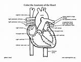 Coloring Heart Anatomy Pages Veins Arteries Worksheets Pdf Popular Math Grade 4th sketch template