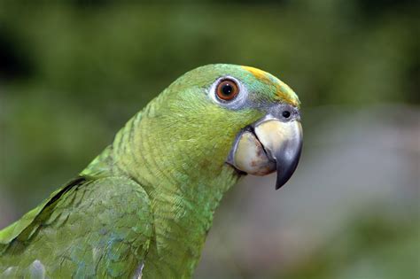 green parrot  photo  freeimages