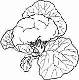 Couve Legumes Verduras sketch template