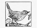 Wren Clipart Drawing House Baby Getdrawings Bird Clipground sketch template