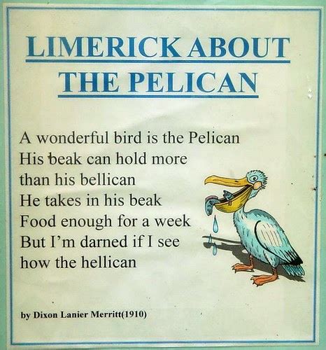 Sad Love Quotes Pelican Limerick Birdworld