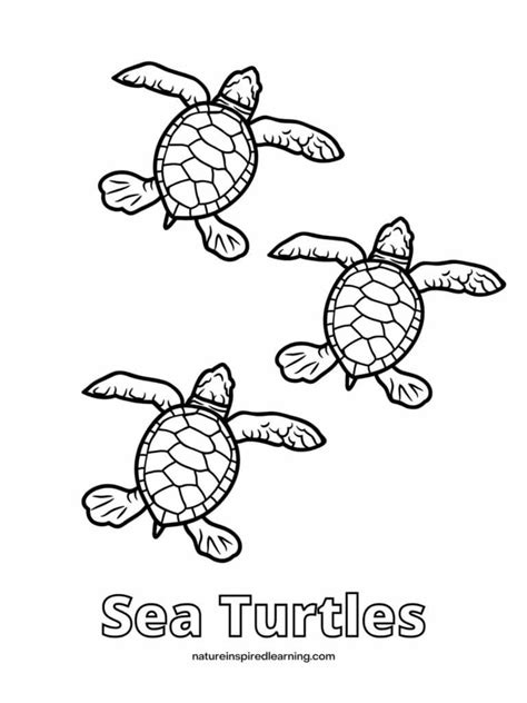 baby sea turtles drawings