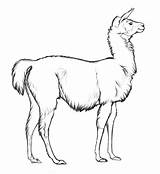 Llama Coloring Argentina Pages Color Animals Templates Animal Flag Getdrawings Results Getcolorings Alpaca America South Ecuador sketch template